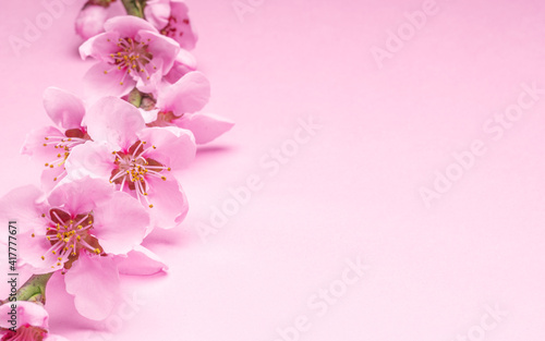 Blooming peach branch on pink background.  Symbol of life beginning and the awakening of nature.