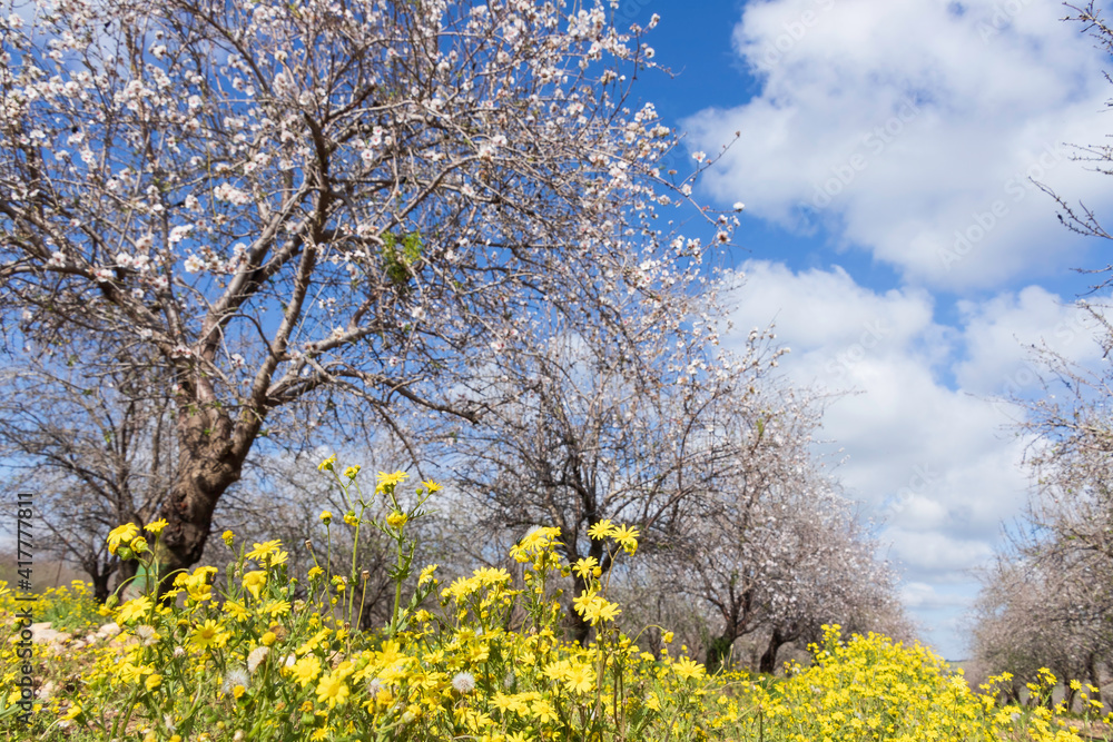 Yellow flowers between rows of flowering almond trees in an orchard Yellow flowers between rows of flowering almond trees in an orchard