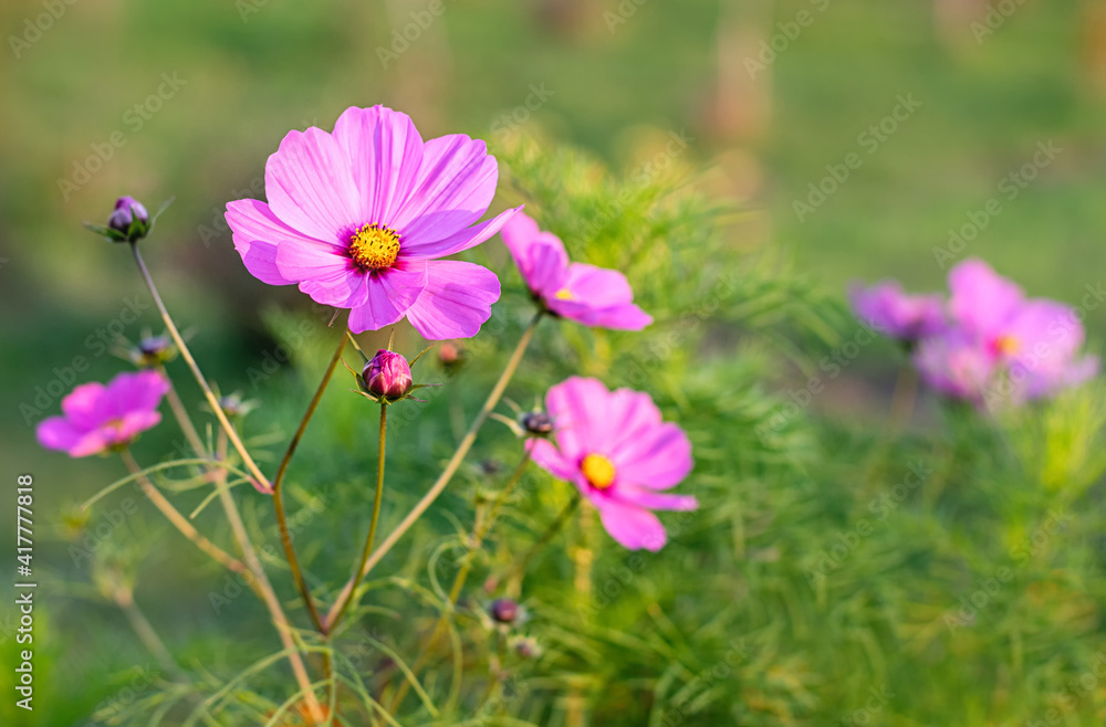 Beautiful cosmos flowers close-up. Summer floral background. Cosmos flowers background. Beautiful cosmos flowers close-up. Summer floral background. Cosmos flowers background.