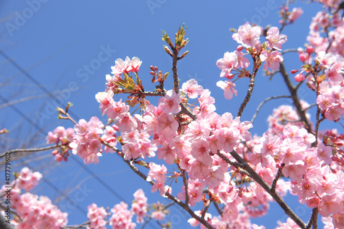 サクラ 桜 サクラ 満開 ピンク 淡い 花見 美しい 青空 入学 卒業 かわいい