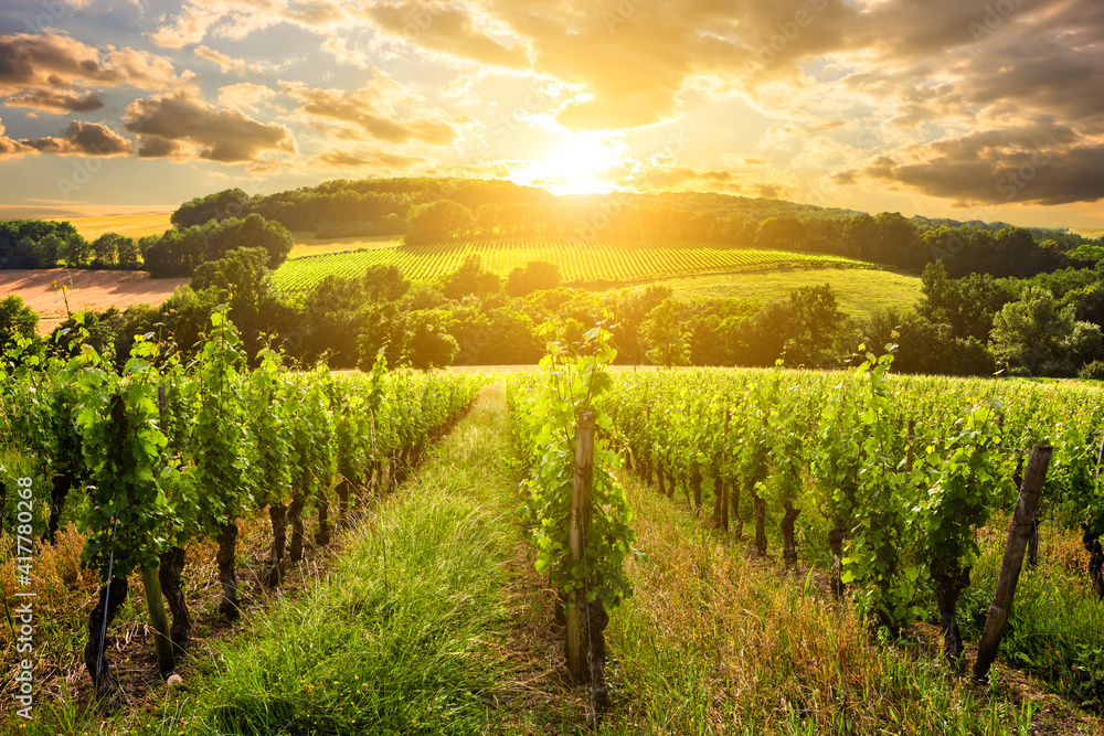 Beautiful vineyard at sunset. Travel around Tuscany, Italy.