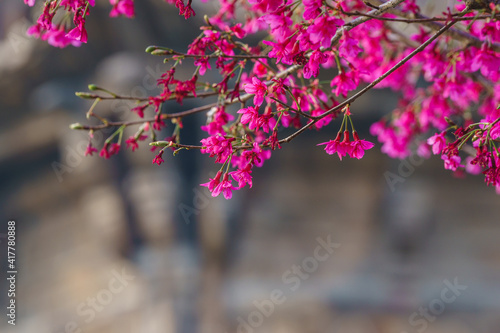 Pink and red cherry blossoms, close-up view of flowers background photo