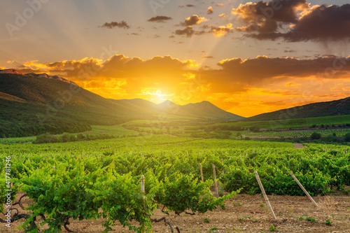 Beautiful vineyard at sunset. Travel around Tuscany, Italy.
