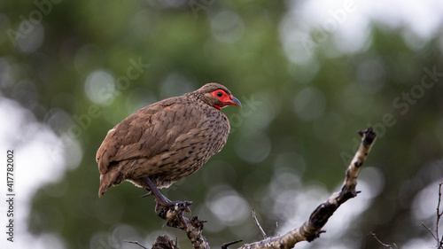 Perched on a branch - swainson's spurfowl