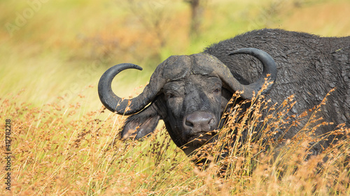 A big bull african buffalo in the wild