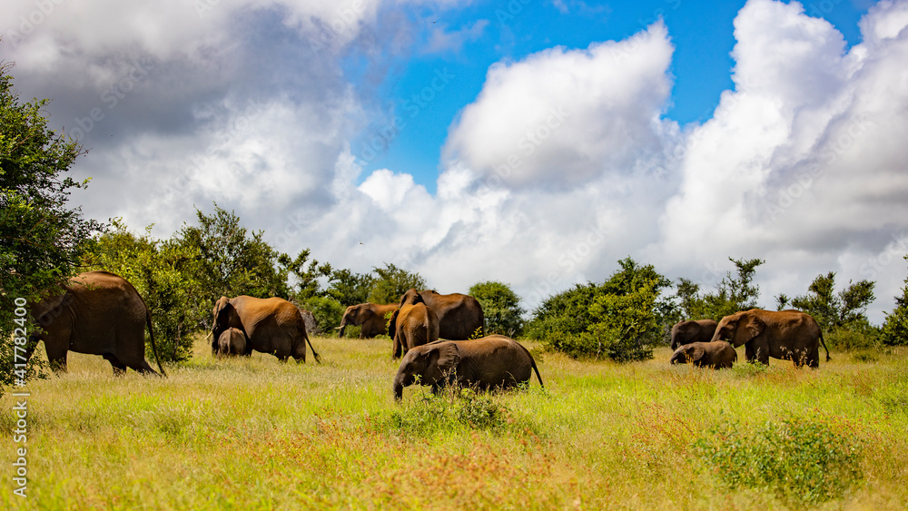 an African elephant herd in Kruger