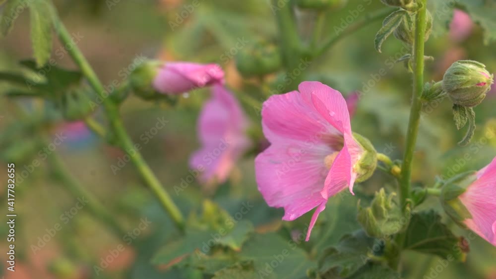 Pink hollyhock flower on green blurring background. The hollyhock growing in a garden. Gentle moving in the wind. Pink hollyhock flower on green blurring background. The hollyhock growing in a garden. Gentle moving in the wind.
