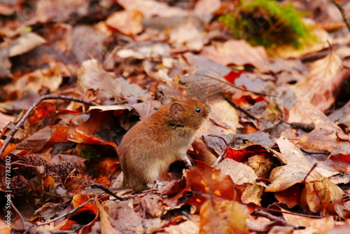 Apodemus sylvaticus a wood mouse stands on the forest floor covered with leaves
