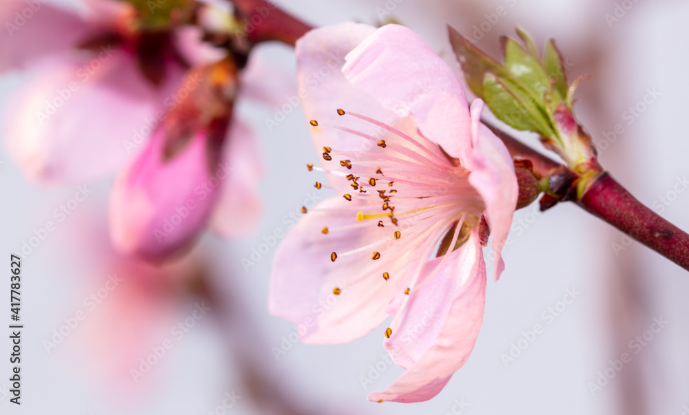 Fototapeta premium Close-up of pink flowers on a peach