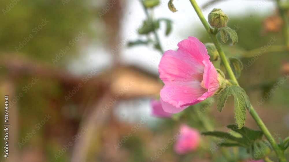 Pink hollyhock flower on green blurring background. The hollyhock growing in a garden. Gentle moving in the wind. Pink hollyhock flower on green blurring background. The hollyhock growing in a garden. Gentle moving in the wind.