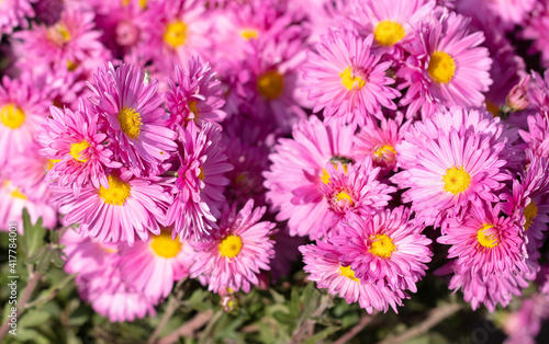 Pink flowers in nature as a background.