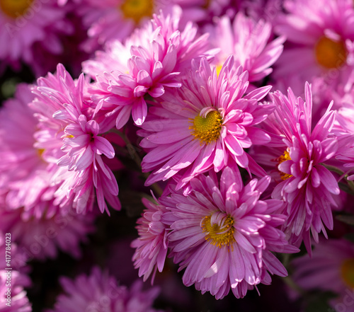 Pink flowers in nature as a background.