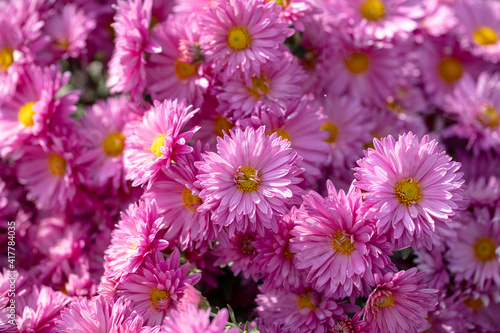 Pink flowers in nature as a background.