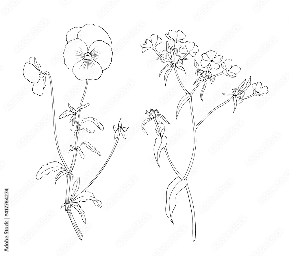 Pansies and phlox. Set of isolated wild flowers vector for design, tattoo, wrapping