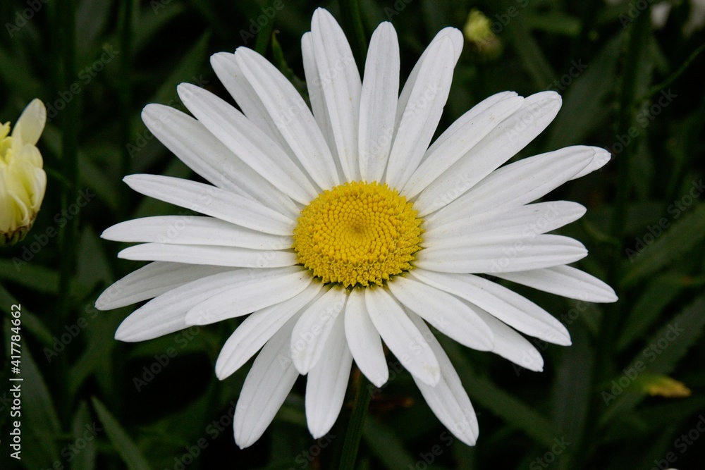 Obraz premium white daisy flower