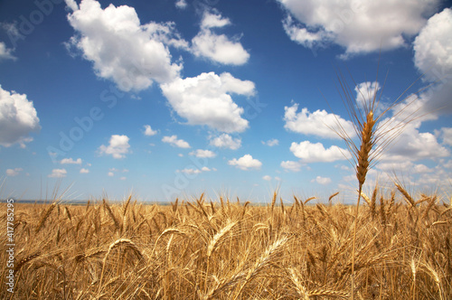 field of yellow wheat and cloud in the sky photo