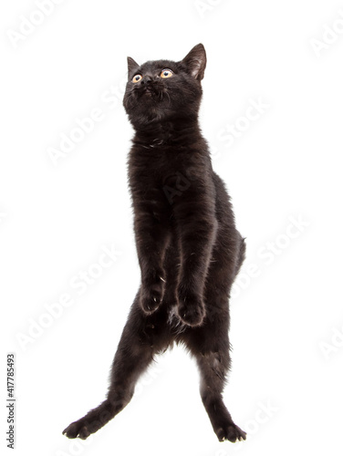 Black cat stands on two legs © schankz