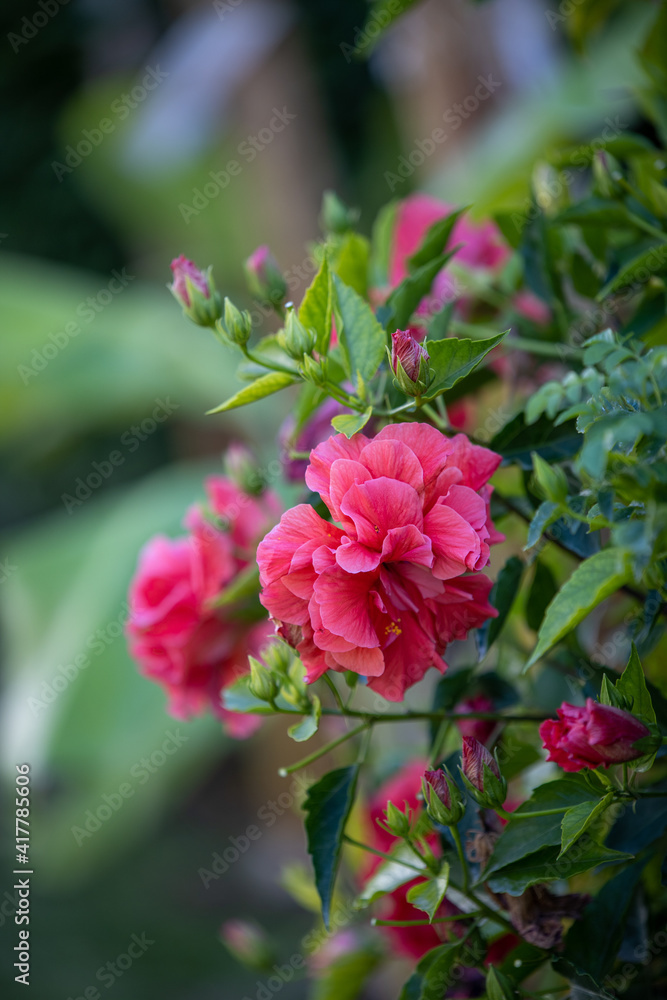 Pink summer flower