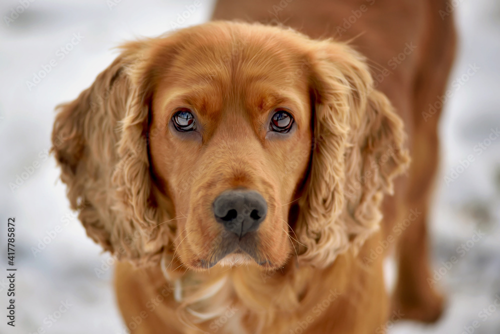 Close-up portrait of a red-haired cocker spaniel dog looking into the lens on a snowy meadow