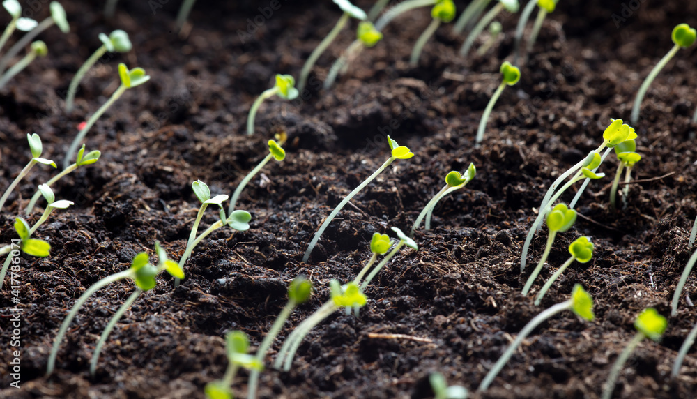 Small sprouts of arugula in the ground in spring. Small sprouts of arugula in the ground in spring.