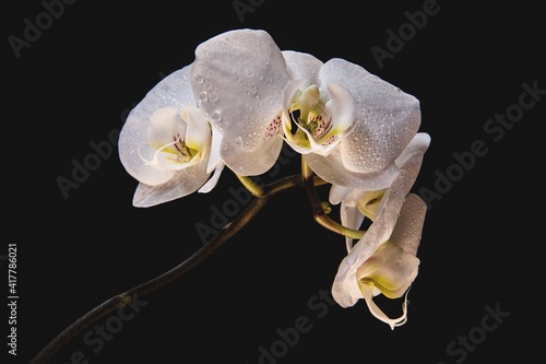 white orchid with black background