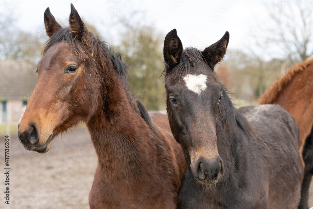 Naklejka premium Horses heads in a herd of stallions. They look curiously into the camera, Brown, gray and fox colors. Horses are dirty from mud and grass