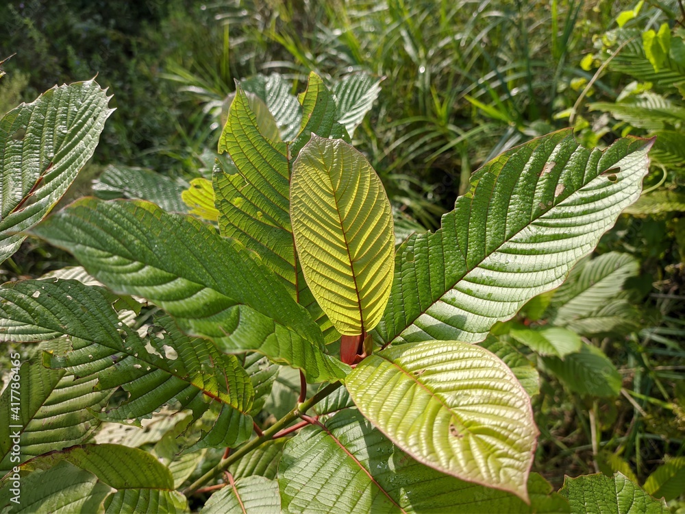 Kratom plants (Mitragyna speciosa) in the morning Kratom plants (Mitragyna speciosa) in the morning