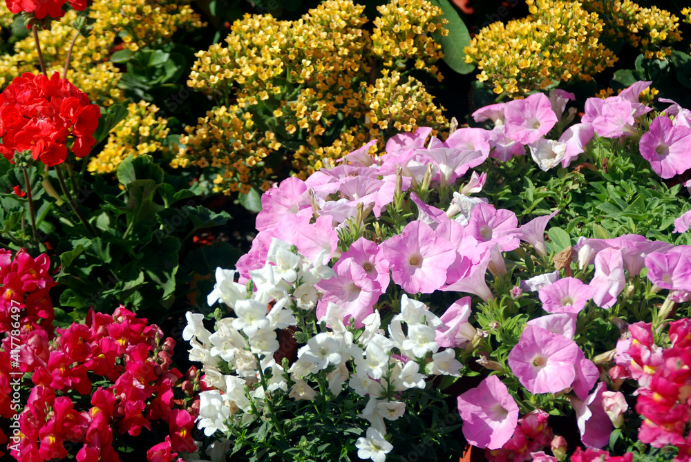Obraz premium pink and yellow flowers