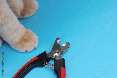 Animal claw clippers on a blue background next to cat paws. Pet care.