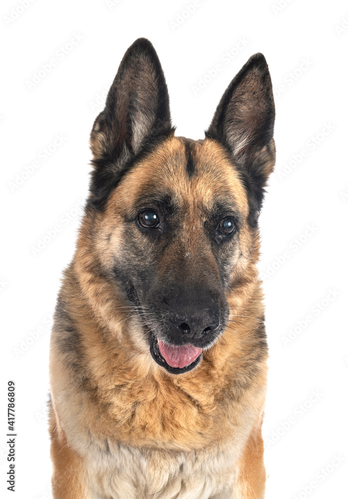 german shepherd in studio