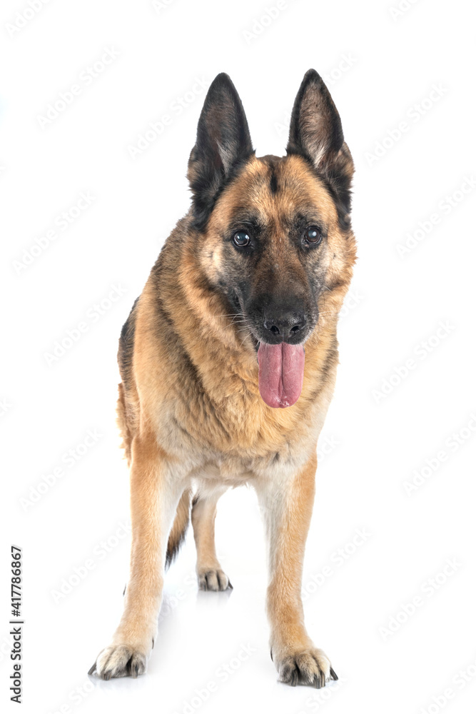 german shepherd in studio