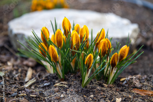The first crocuses, spring bloomers, come out in the garden
