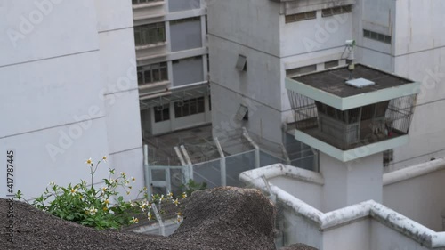 Flowers are seen near the male correctional reception and detention Centre as a security watchtower is seen in the background in Hong Kong. photo