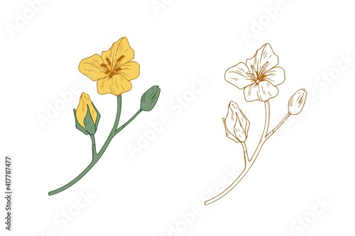 Colored and outlined branches of yellow rapeseed plant. Rape canola flower buds. Botanical elements in retro style. Realistic hand-drawn vector illustration isolated on white background.