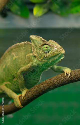 Chameleon sits on a branch .Protection animals concept . vertical.