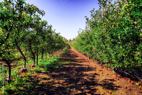 Apple Orchard Long View, Julian, California