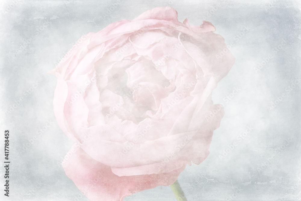 background fold flower macro / red flower, abstract aroma background gentle summer rose background fold flower macro / red flower, abstract aroma background gentle summer rose