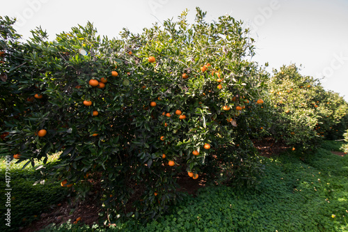 naranjas en el arbol
