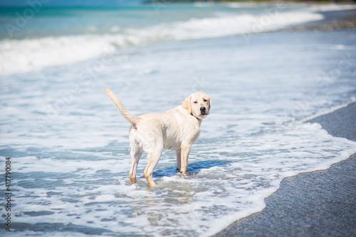 happy dog by the sea