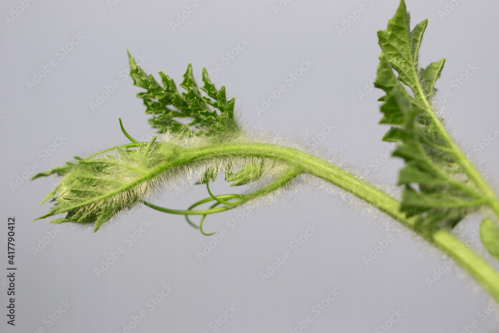 young shoot of cucumber on a light background young shoot of cucumber on a light background