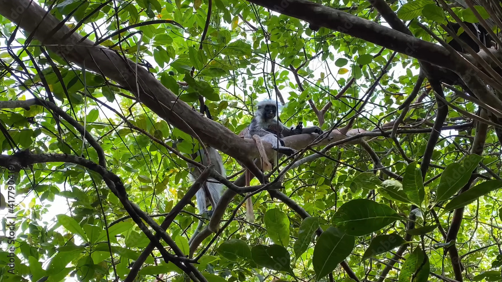 What does the jungle of Zanzibar hide? Mangrove forest What does the jungle of Zanzibar hide? Mangrove forest