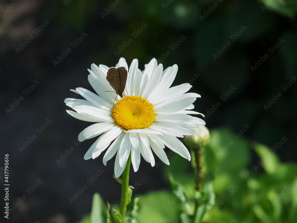 White chamomile in the garden White chamomile in the garden