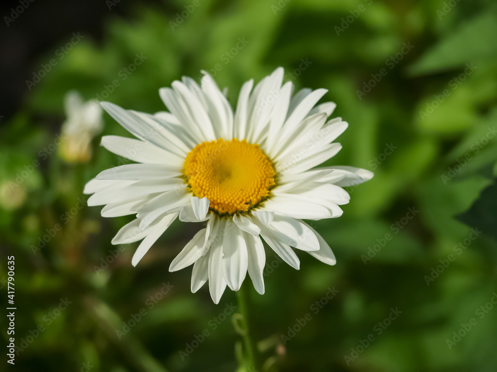 Fototapeta premium White chamomile on a green background