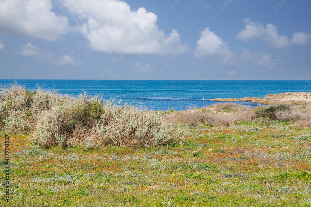 Sea dunes covered with green grass and flowers overlooking the sea. Mediterranean coast