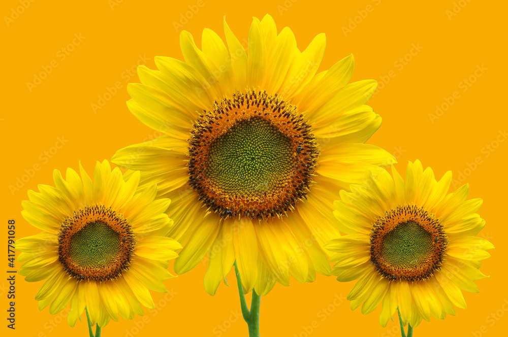 Fototapeta premium sunflower, sunflower with yellow background,