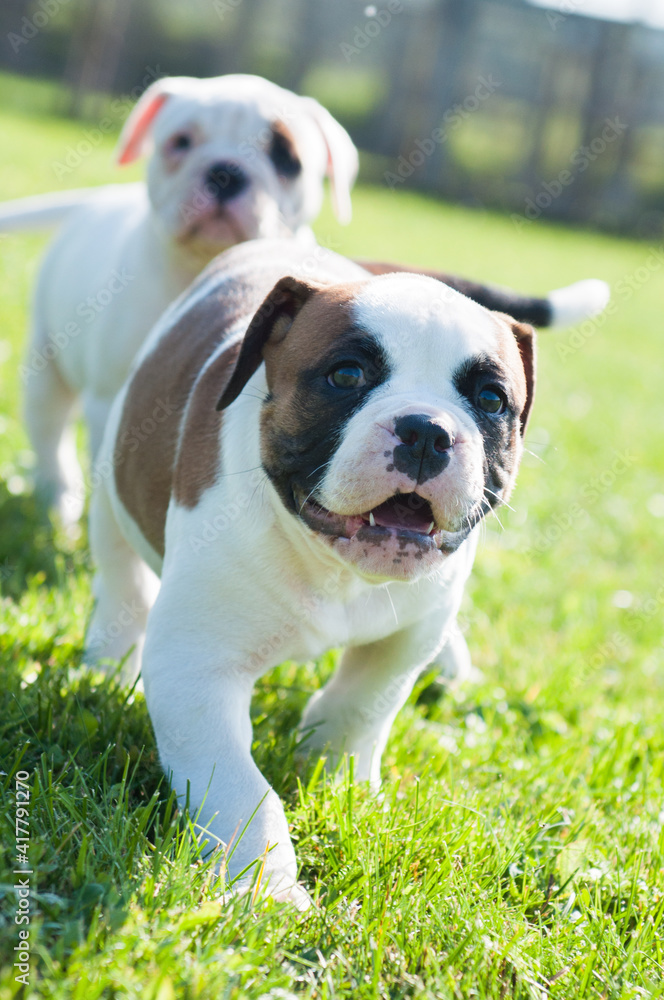 Funny American Bulldog puppies are playing on nature