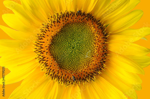 sunflower  sunflower with yellow background 