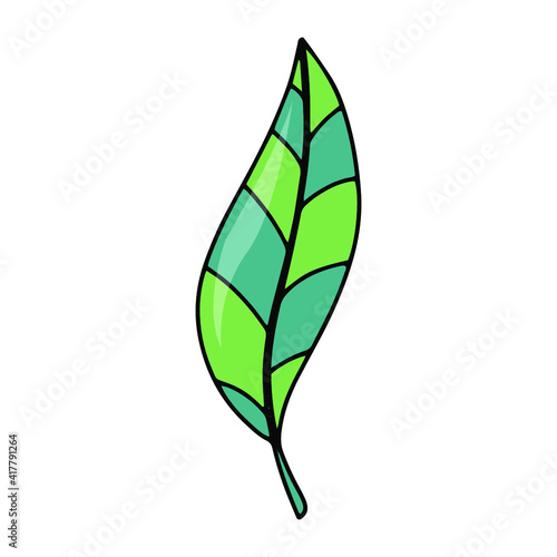 Natural green leaf hand drawn vector illustration isolated on white backgraund