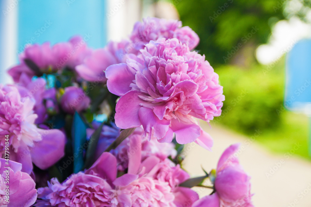 hydrangea flowers