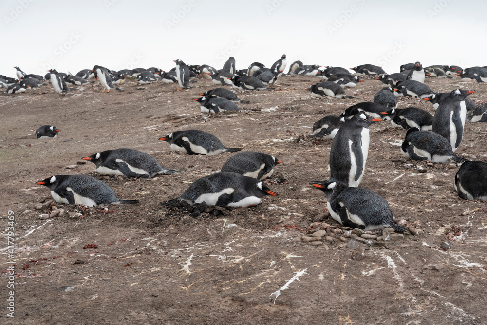 Gentoo Penguin (Pygoscelis papua) colony. Gentoo Penguin (Pygoscelis papua) colony.
